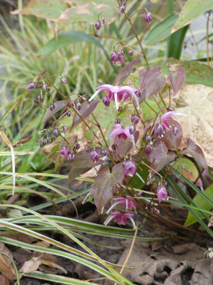 2020-04-13 Epimedium 'Pretty in Pink' 1.jpg