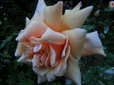 unbekannte_Teerose.jpg