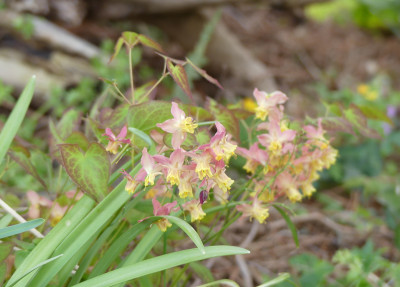 2020-04-13 Epimedium x versicolor 'Versicolor' 1.jpg