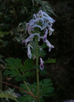 Corydalis_spec._2.Blute.JPG