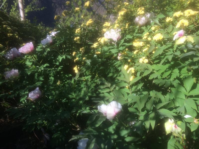 P. rockii UK + Rosa banksiae.JPG