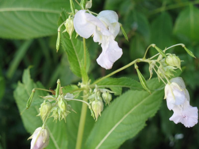 IMG_2517a.jpg_Impatiens_glandulifera_alba.jpg