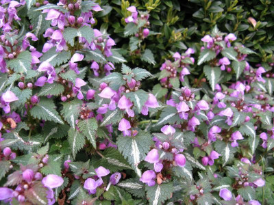 Lamium ganz.JPG