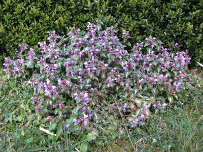 Lamium nah.JPG