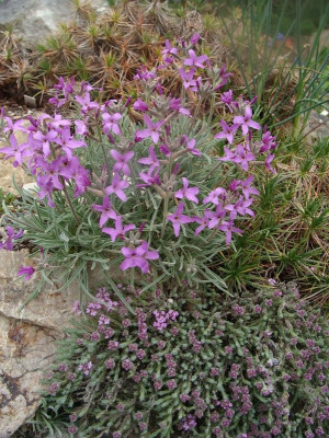 Matthiola scapifera20.jpg