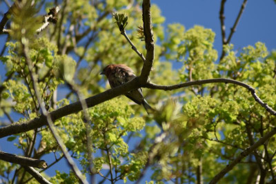 Rosensteinpark 047.JPG