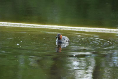 Rosensteinpark 015.JPG