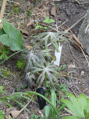 2020-04-13 Syneilesis 'Hagoromo'.jpg