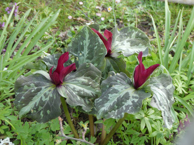 2020-04-13 Trillium chloropetalum.jpg
