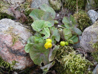 2020-04-13 Caltha palustris 'Variegata'.jpg