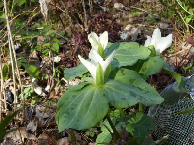 2020-04-12 Trillium chloropetalum 'Album'.jpg