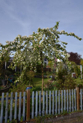 Malus-RedJade.20-2.jpg