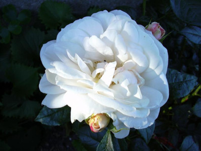 Lions_Rose_0012.JPG