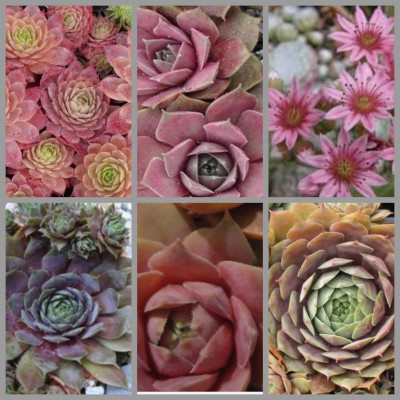 BeFunky-collage.jpg
