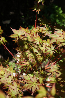 Acer palmatum 'Peve Chameleon01.JPG