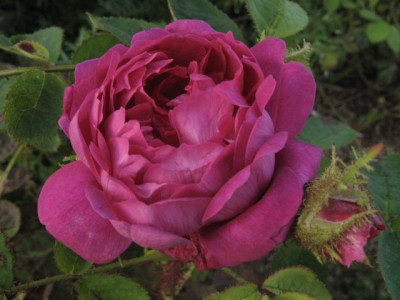 Eugenie_Guinoisseau.JPG