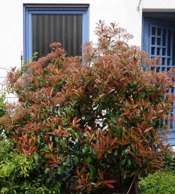Photinia_fraseri-RedRobin.15-1.jpg