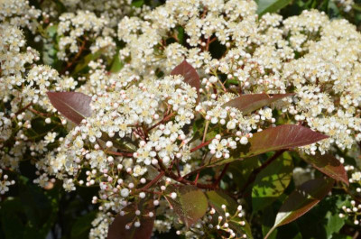 Photinia_fraseri-RedRobin.15-2.jpg
