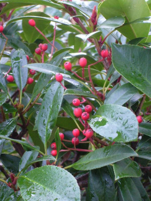 Photinia.13-2.jpg