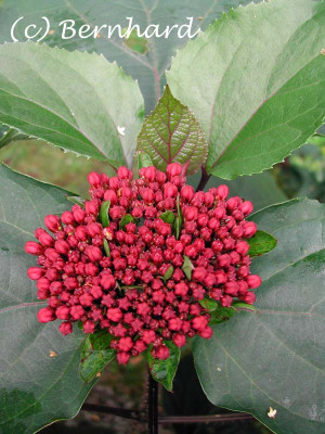 clerodendrum_bungei_1.jpg