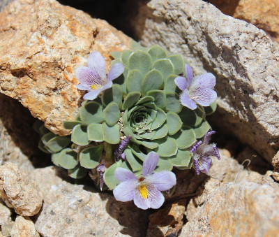 Viola cotyledon.jpg