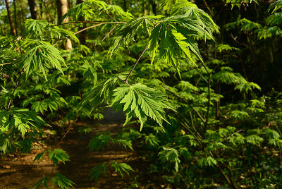 Acer_jap_acunitifolium.jpg