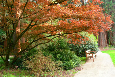 Acer_palm_atro1.jpg