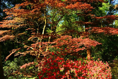 Acer_palm_atro2.jpg