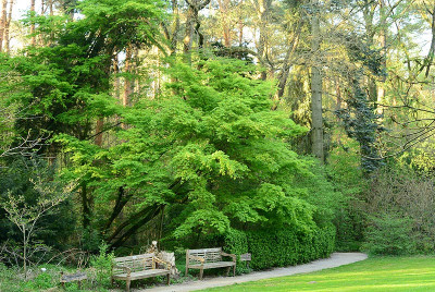 Acer_palmatum_gruen1.jpg