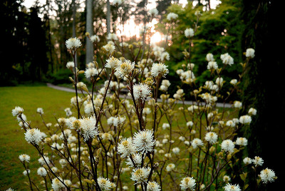 Fothergilla_major.jpg