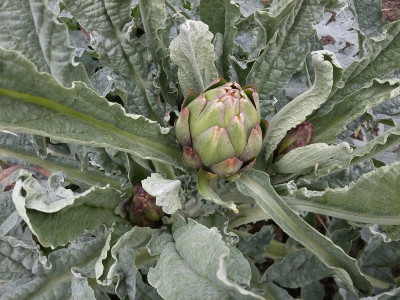 Artischocke 200413.jpg