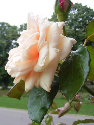 MB_08_07__02.jpg