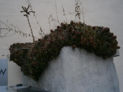 Leonberg 007.JPG