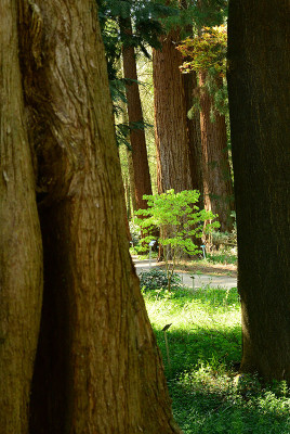 acer_shira1.jpg