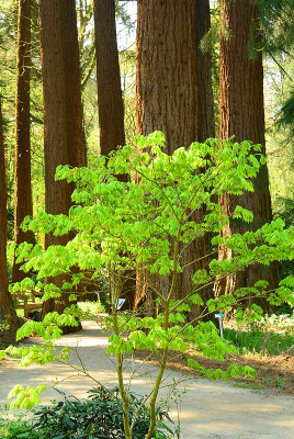 Acer_shira2.jpg