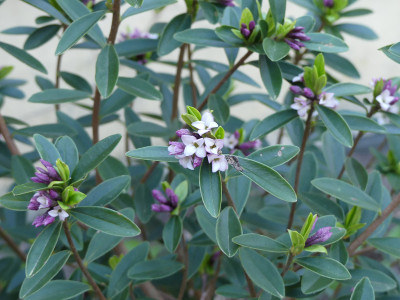 2020-04-16 Daphne tangutica 1.jpg
