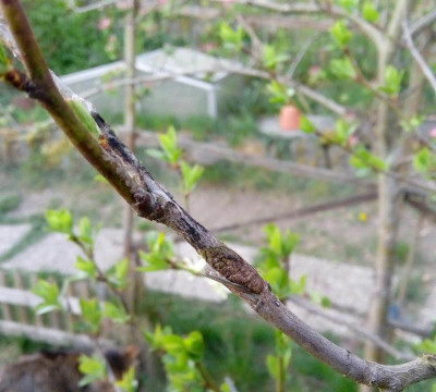 IMG_20200416_185501.jpg