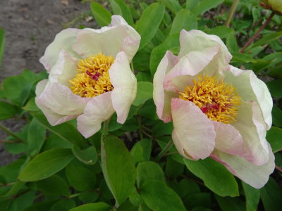 Paeonia mlokosewitschii Sämling April 2020.JPG