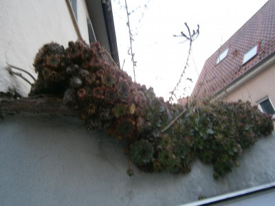 Leonberg 004.JPG