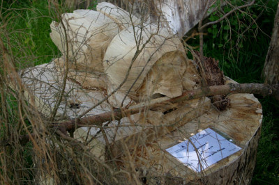 Waldkirchen9207.jpg
