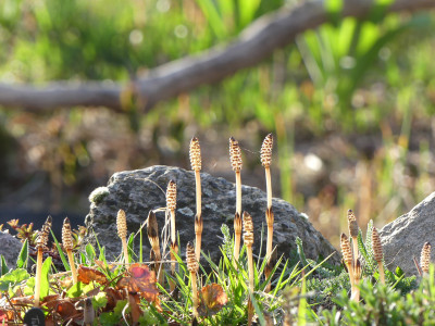 2020-04-17 Gartenimpressionen 2.jpg