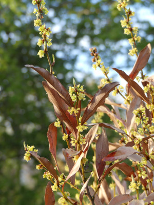 2020-04-17 Lindera angustifolia.jpg