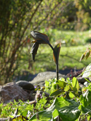 2020-04-17 Polygonatum 'Betberg' 1.jpg