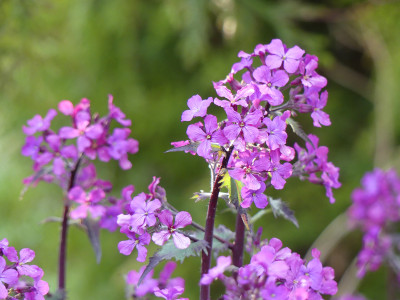 2020-04-17 Lunaria annua 'Chedglow'.jpg