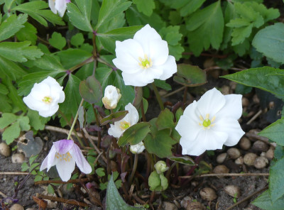 2020-04-17 Jeffersonia dubia 'Alba' 2.jpg