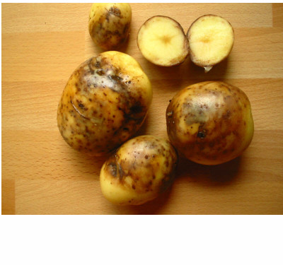 Braunfaule_Kartoffeln_07_1.jpg