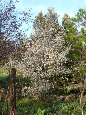 2020-04-17 Amelanchier lamarckii.jpg