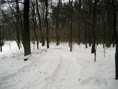 Ziegenwald.jpg