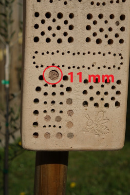 Bienenstein 2020-04-18.jpg