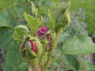 Salet_Knospen.JPG